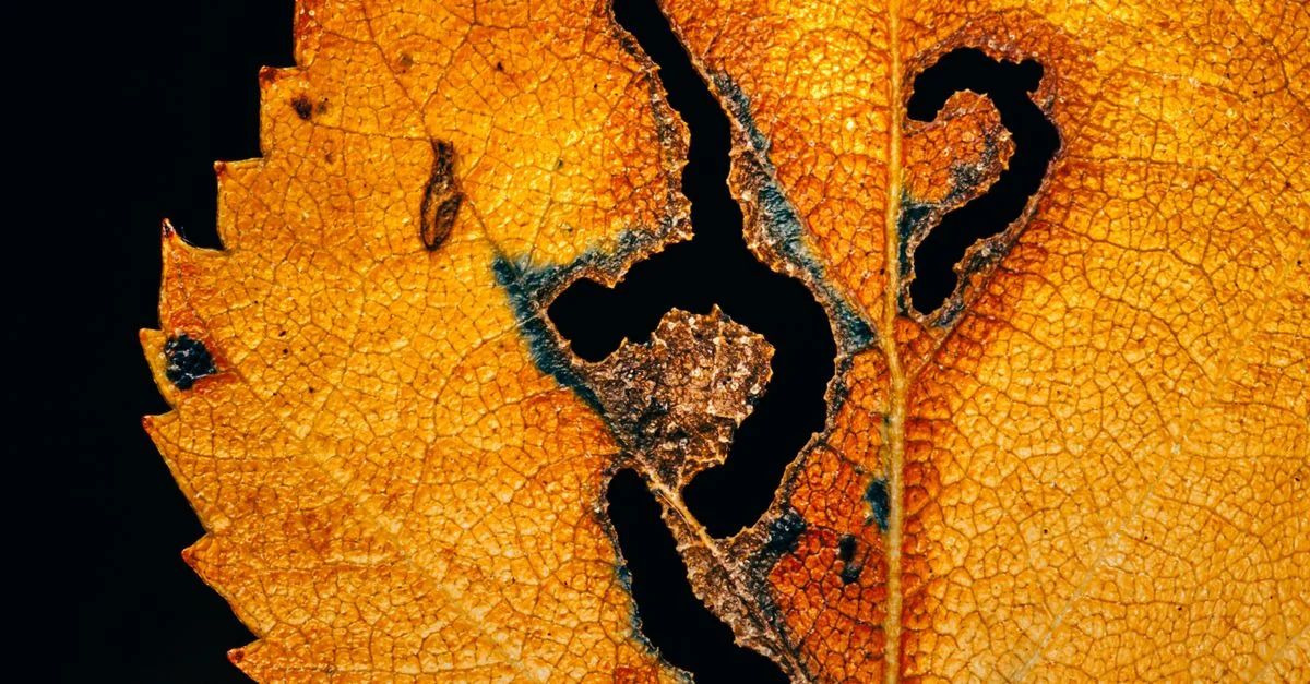 Acercamiento de una hoja marrón con agujeros intrincados y textura, mostrando la descomposición del otoño.