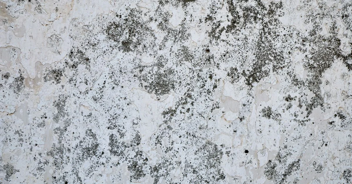 Primer plano de una superficie de pared envejecida y texturizada con pintura descascarada y musgo.